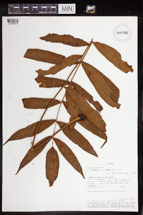 Polypodium richardii image