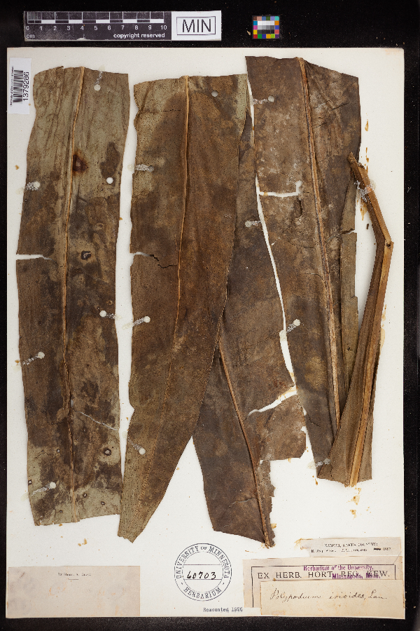 Polypodium punctatum image