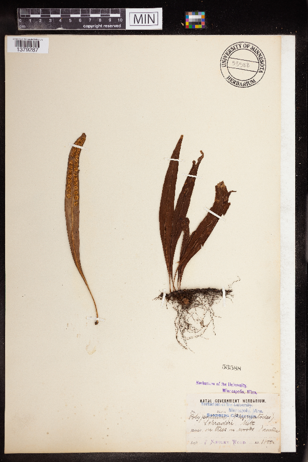 Polypodium schraderi image