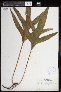 thumbnail image of current specimen