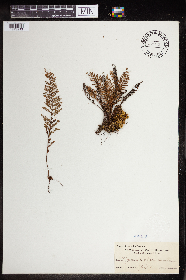 Polypodium abietinum image