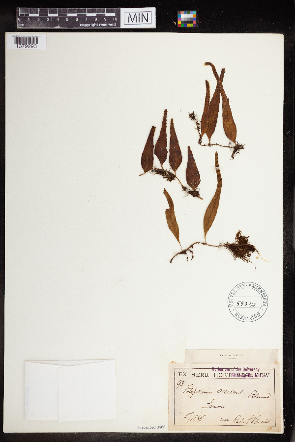 Polypodium accedens image