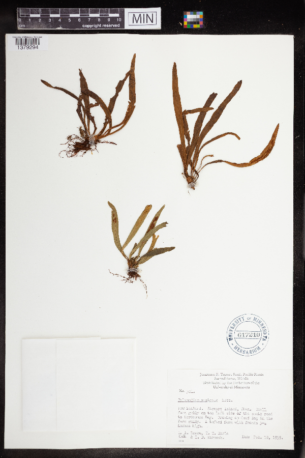 Polypodium australe image