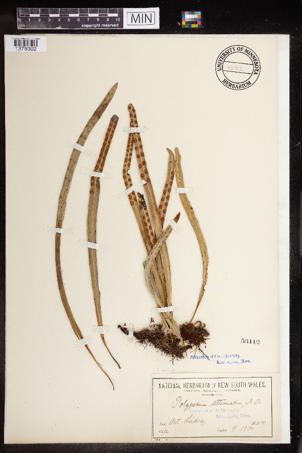 Polypodium brownii image