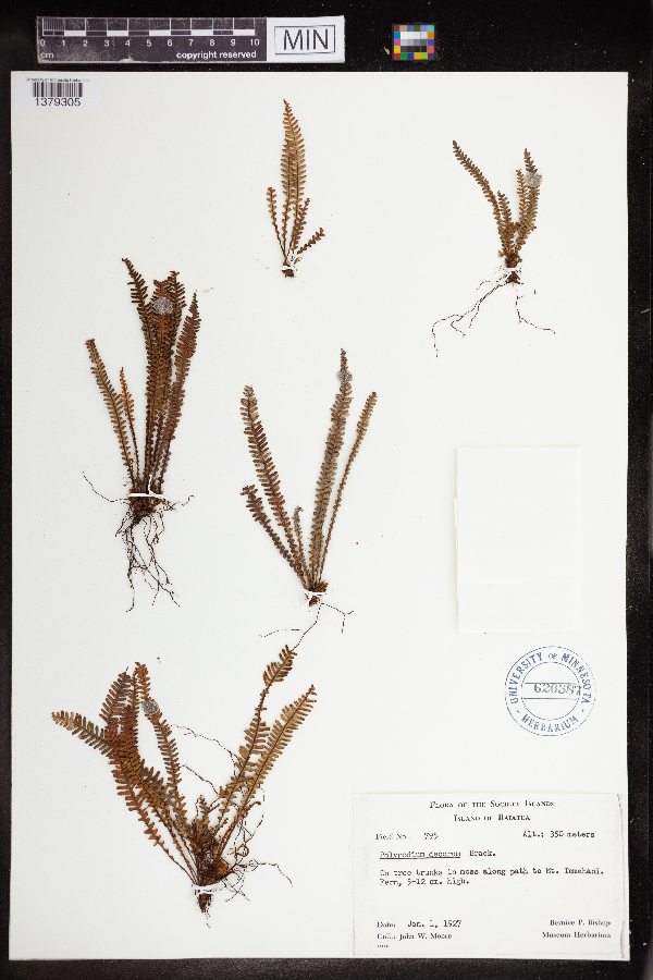 Polypodium decorum image