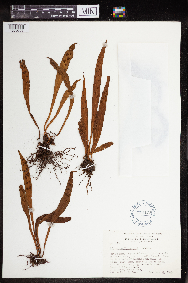 Polypodium dictyopteris image