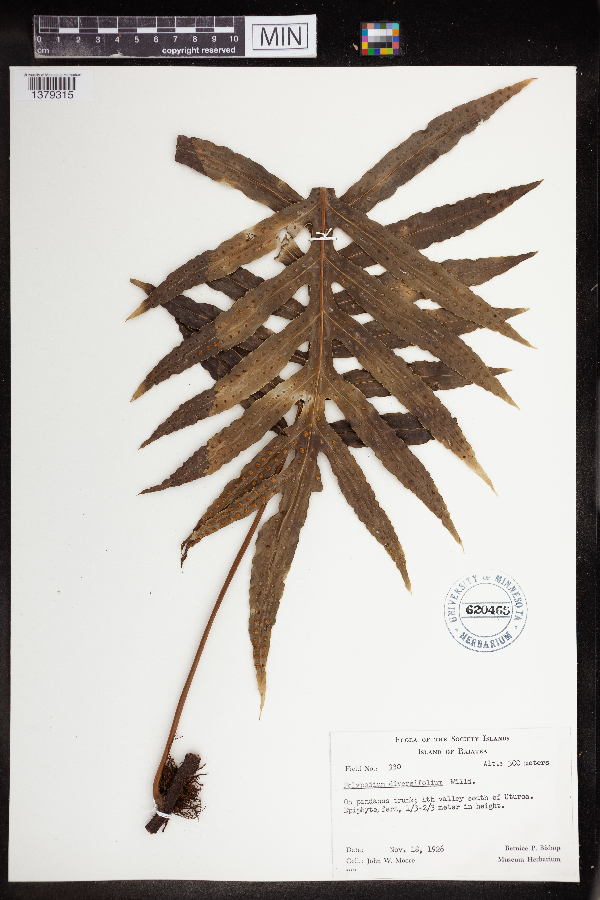 Polypodium diversifolium image