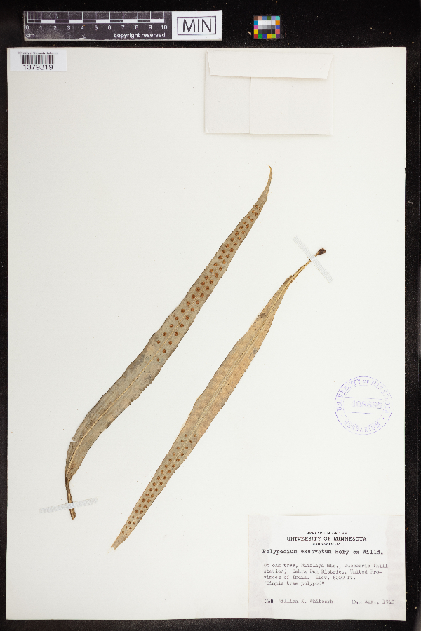 Polypodium excavatum image