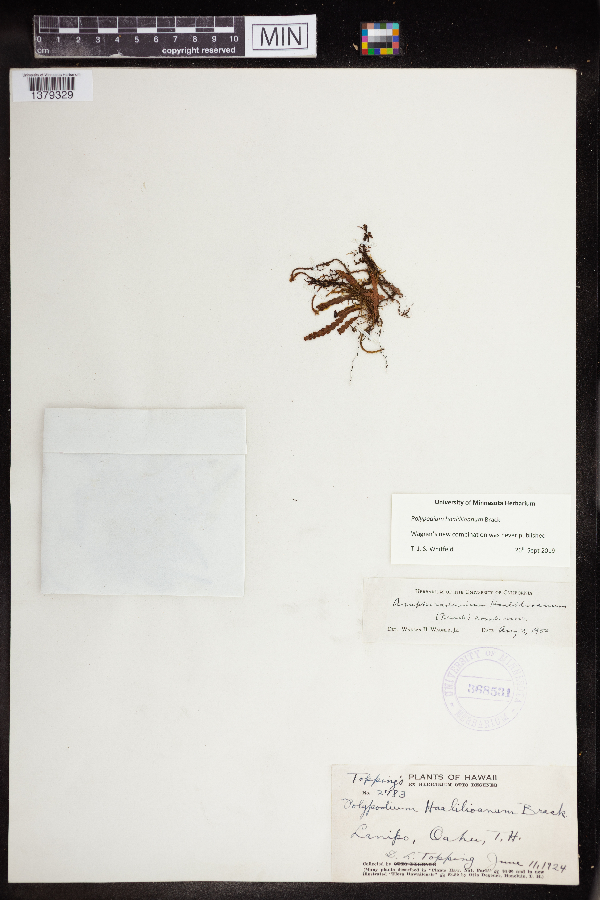 Polypodium haalillioanum image