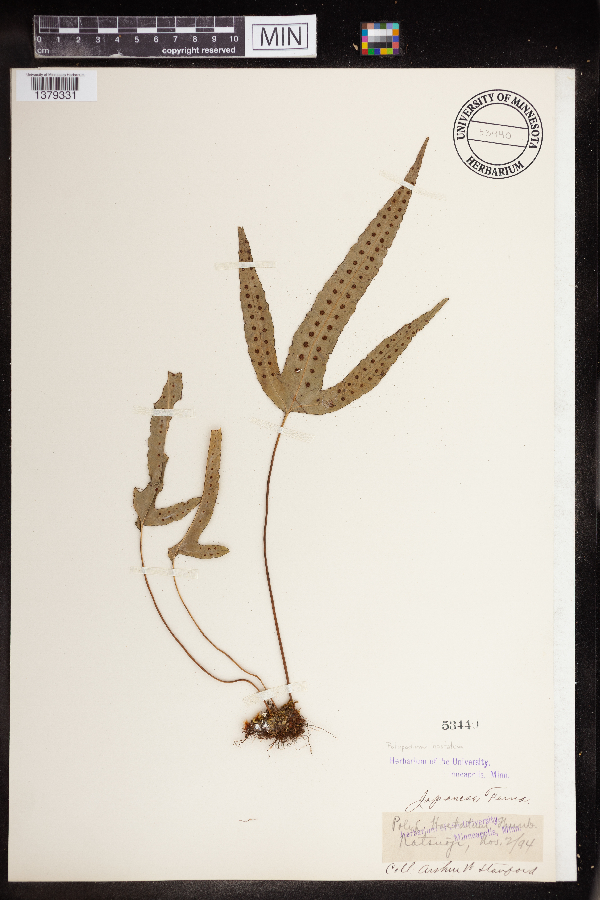 Polypodium hastatum image