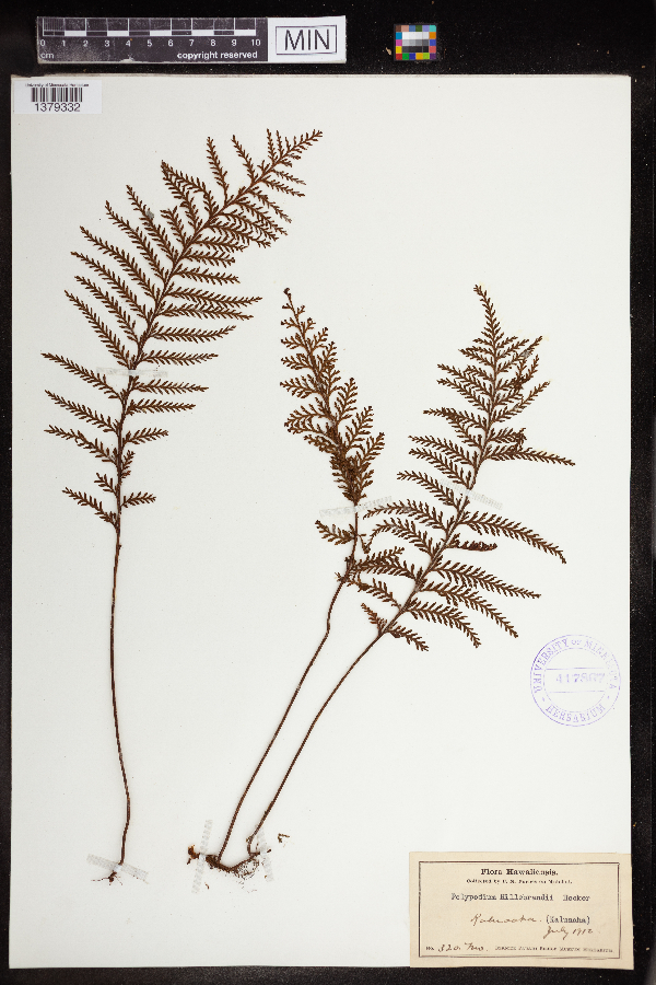 Polypodium hillebrandii image
