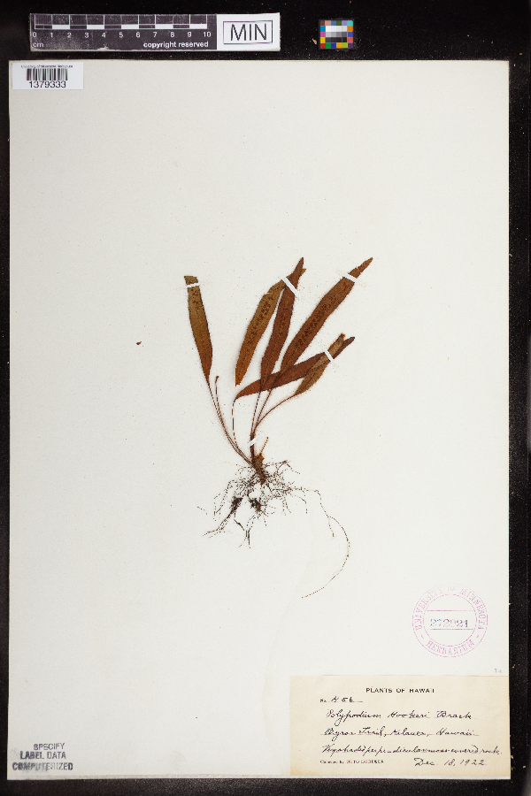 Polypodium hookeri image