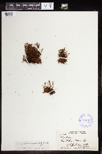 Polypodium hymenophylloides image