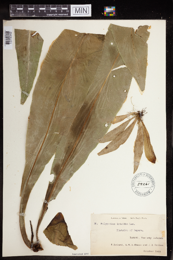 Polypodium irioides image