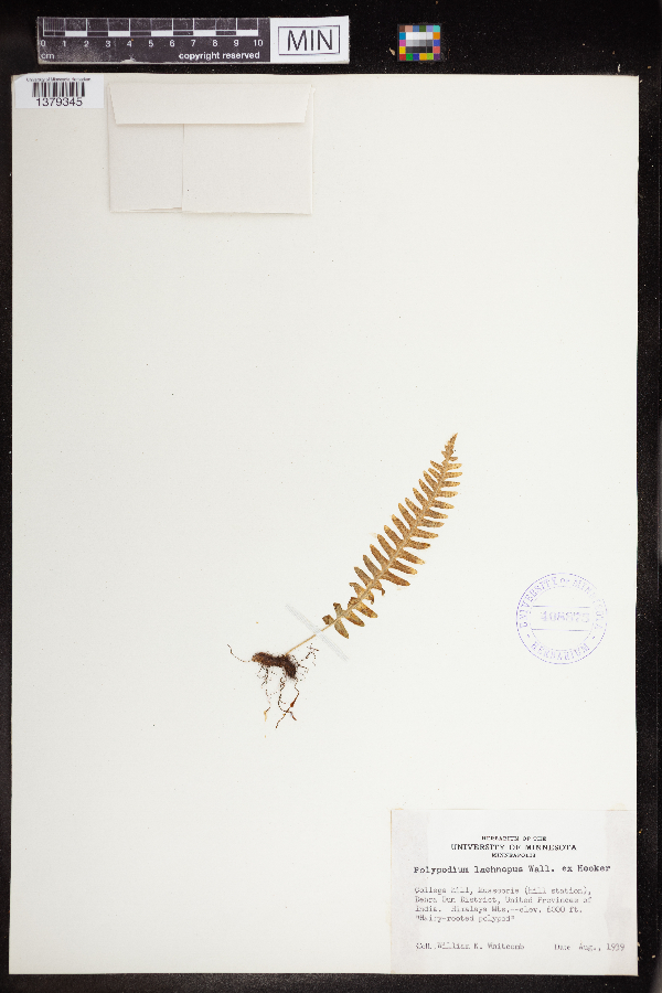 Polypodium lachnopus image