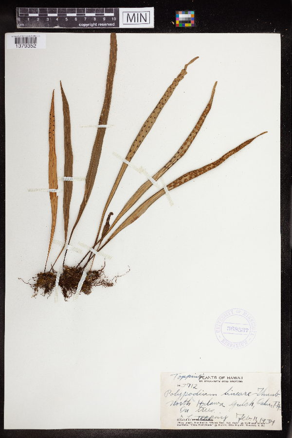 Dicranopteris linearis image