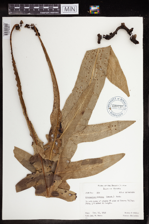 Polypodium maximum image