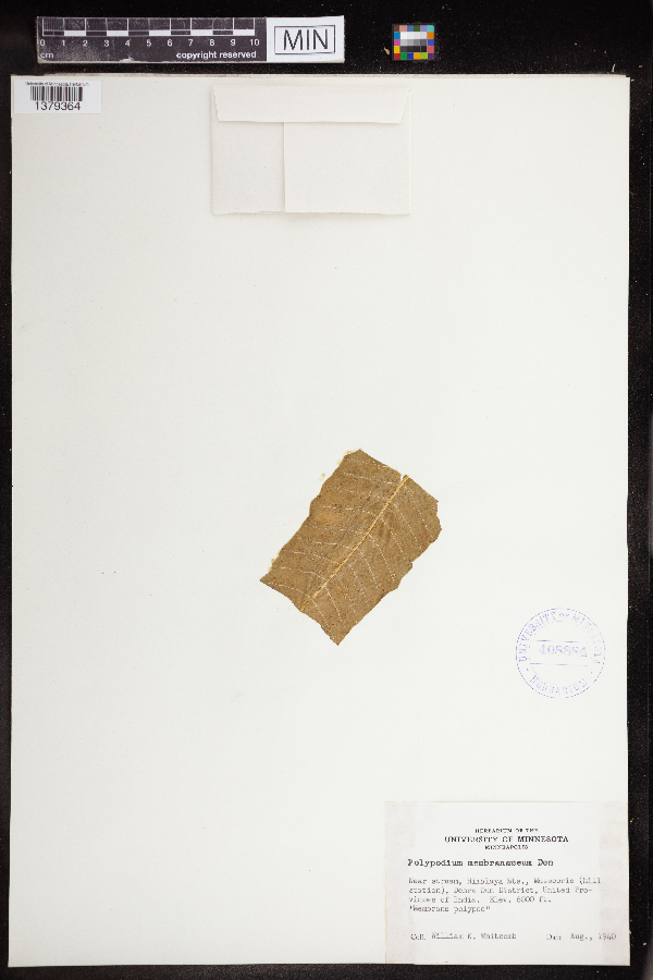 Microsorum membranifolium image