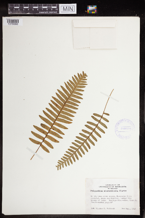 Polypodium microrhizoma image