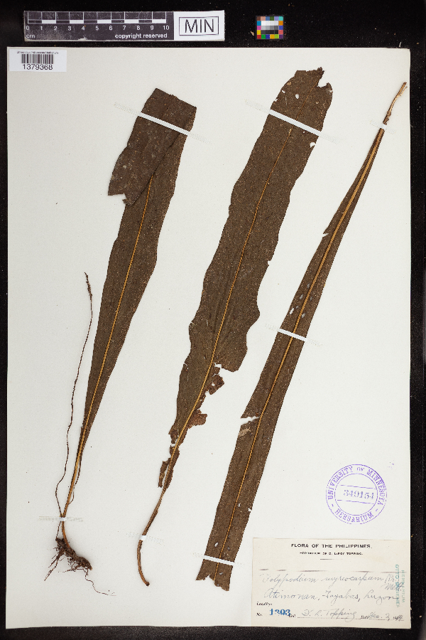 Polypodium myriocarpum image