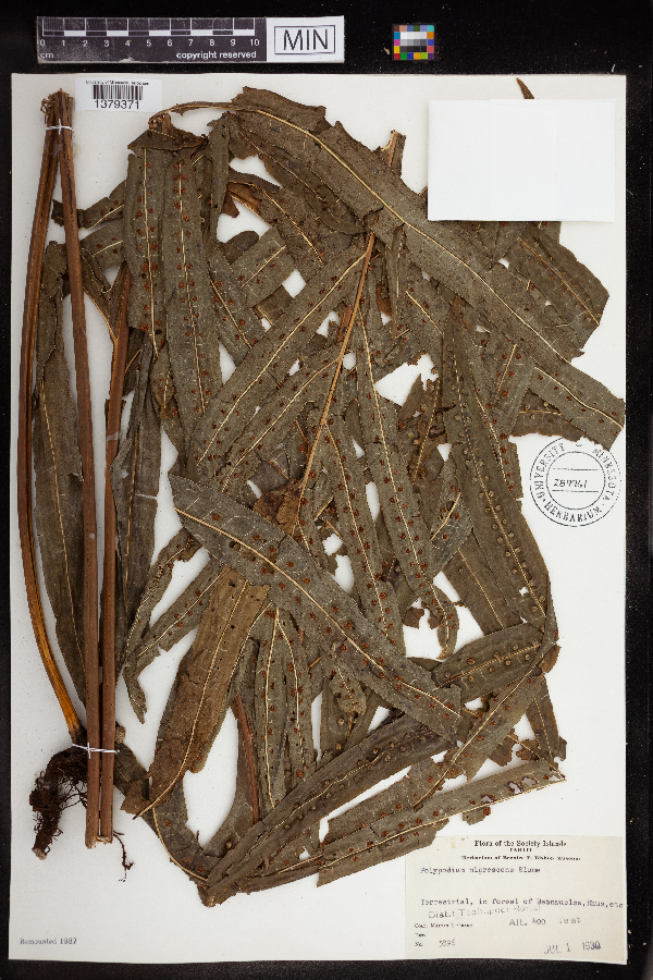 Polypodium nigrescens image