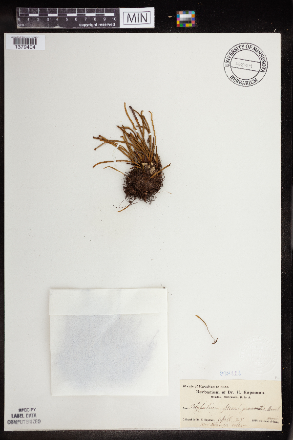 Polypodium pseudogrammatis image