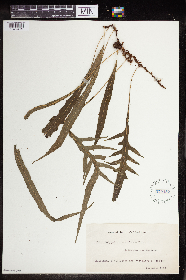 Polypodium pustulatum image