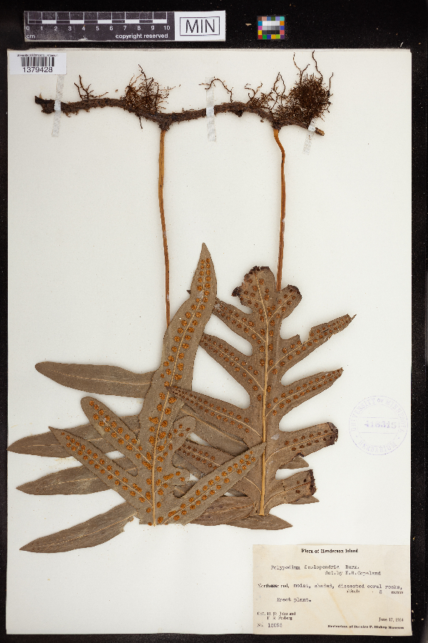 Polypodium scolopendria image