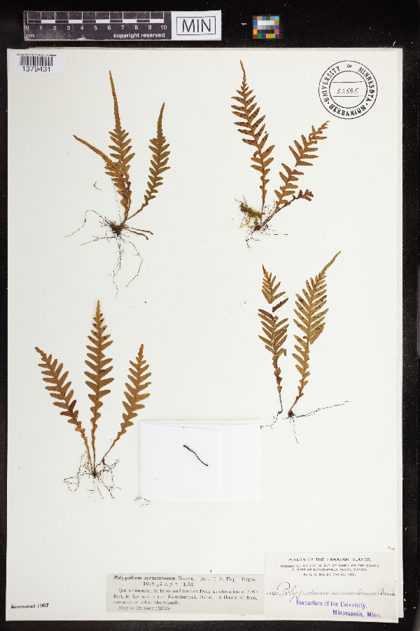Polypodium sarmentosum image