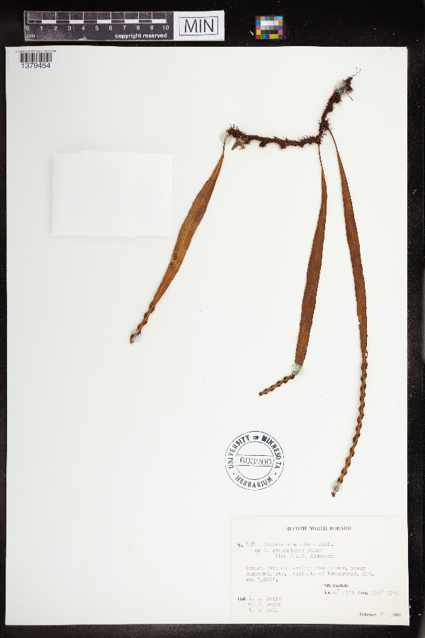 Selliguea soridens image