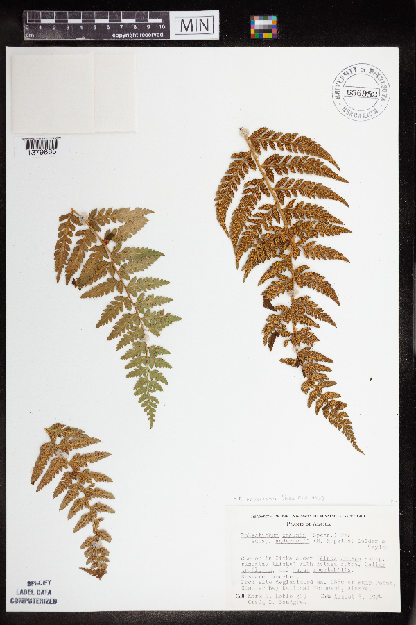 Polystichum andersonii image