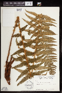 Polystichum andersonii image