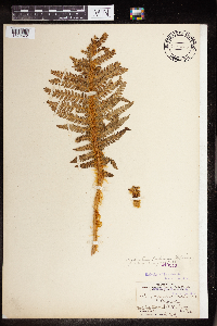 Polystichum andersonii image