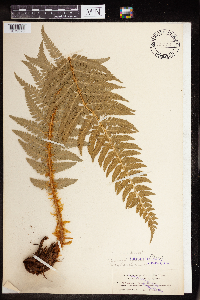 Polystichum andersonii image