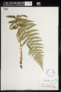 Polystichum andersonii image