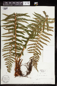 Polystichum andersonii image