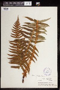 Image of Polystichum andersonii x munitum