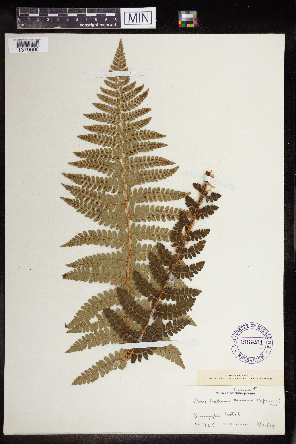 Polystichum image