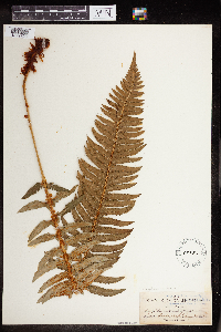 Image of Polystichum californicum