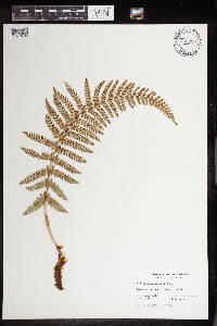 Image of Polystichum dudleyi