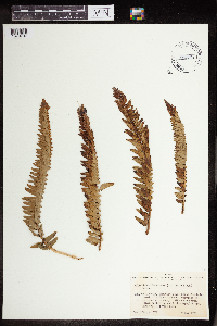 Image of Polystichum imbricans
