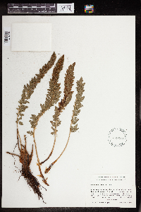 Image of Polystichum lemmonii