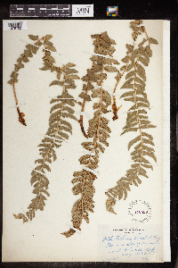 Image Associated With the Occurrence