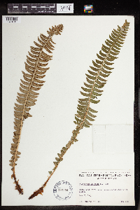 Image Associated With the Occurrence