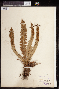 Image Associated With the Occurrence