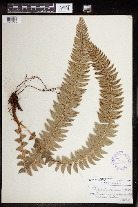 Image Associated With the Occurrence