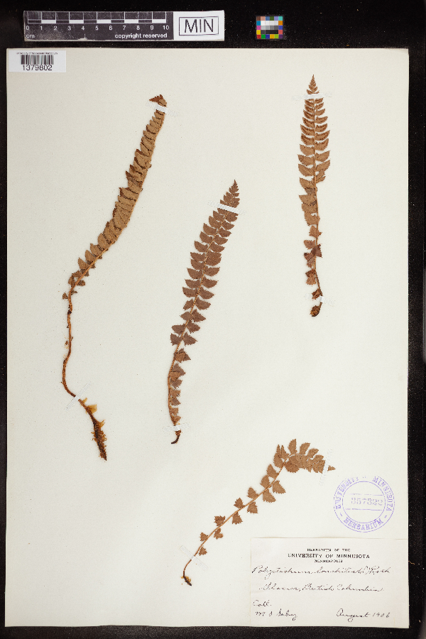 Polystichum lonchitis image