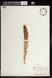 Image Associated With the Occurrence