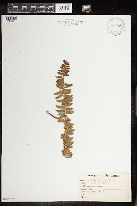 Image Associated With the Occurrence