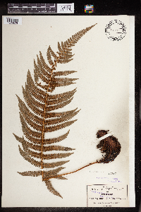 Polystichum aculeatum image